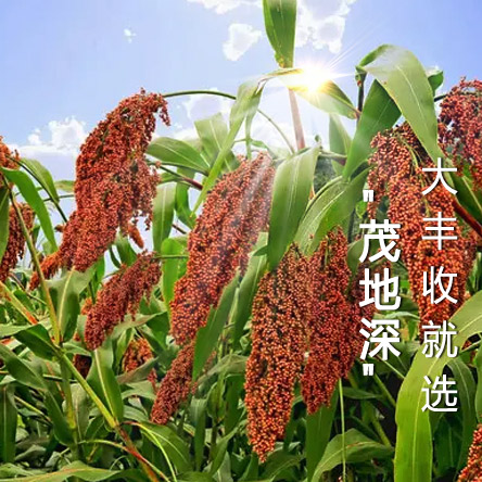 企业简介